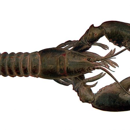 Post image for flavor, not content